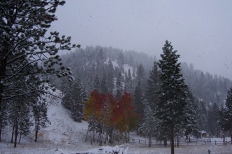 Fall color with snow