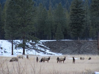 Elk on meadow