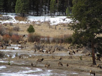 Huge heard of elk