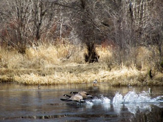 Canadian geese talking flight