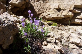 Wildflowers