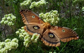 Butterfly on flowers