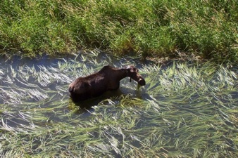 Moose bath
