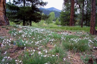 May wildflowers