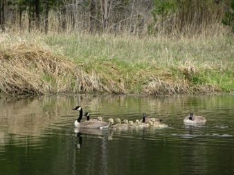 Canadian goslings